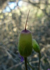 Dodecatheon clevelandii Fruit
